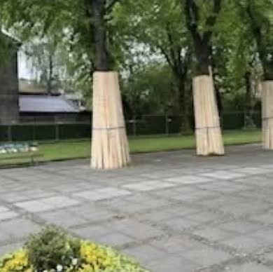 Geschützte Bäume auf dem Vorplatz der Kirche St. Donatus